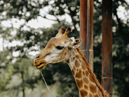 Free Beautiful giraffe captured up close, showing its majestic features in a natural setting. Stock Photo