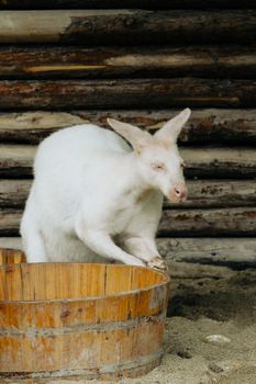 A cute white wallaby seen with closed eyes, standing beside a wooden barrel, against a rustic background.