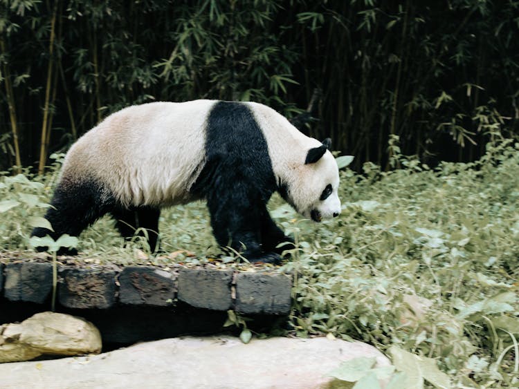 Panda Among Plants