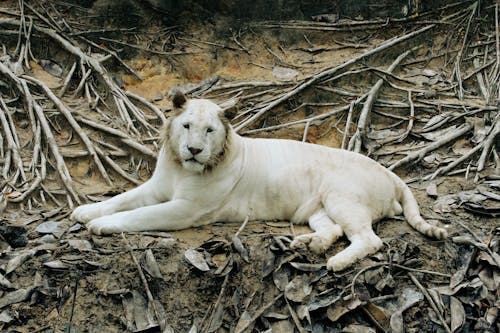 Безкоштовне стокове фото на тему «білий тигр, великий кіт, дика природа» стокове фото