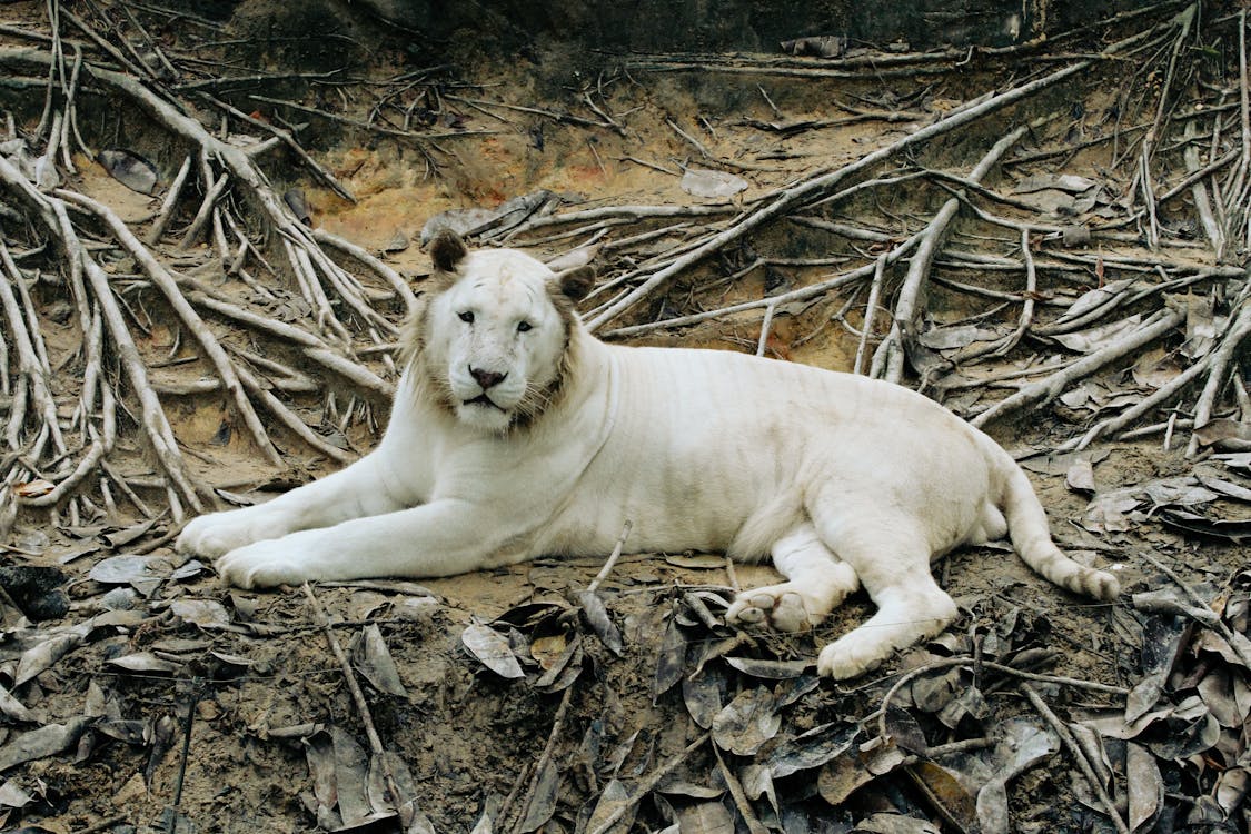 Fotobanka s bezplatnými fotkami na tému biely tiger, divočina, mačací