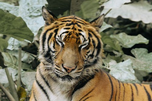 Free A serene Bengal tiger resting amidst lush jungle foliage. Perfect for wildlife themes. Stock Photo