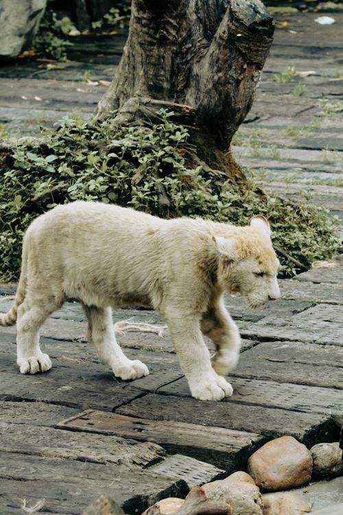 Free A young white lion cub strolling outdoors on a wooden path, surrounded by greenery. Stock Photo
