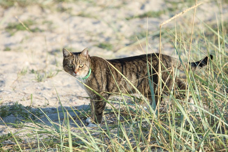 Tabby Cat On The Ground