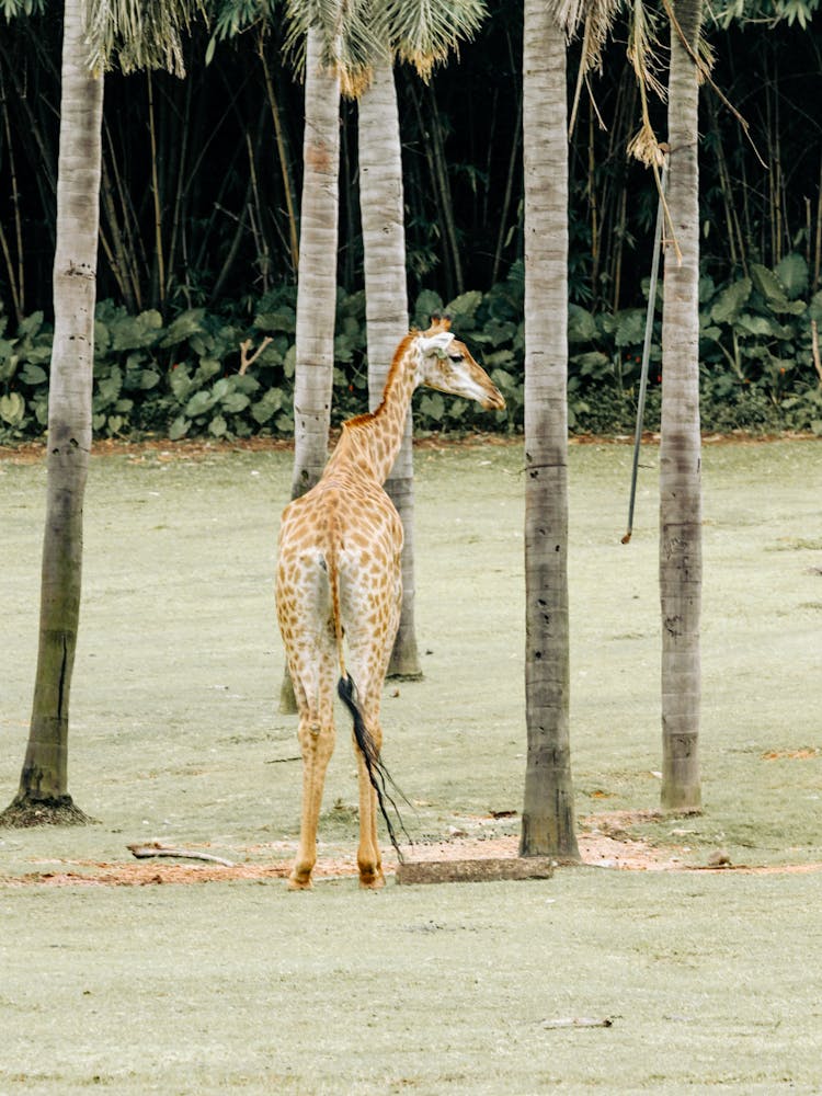 Giraffe Calf Near Trees