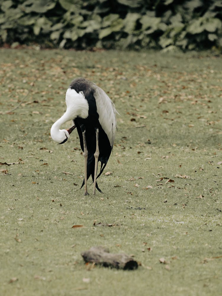 Wattled Crane On The Grass
