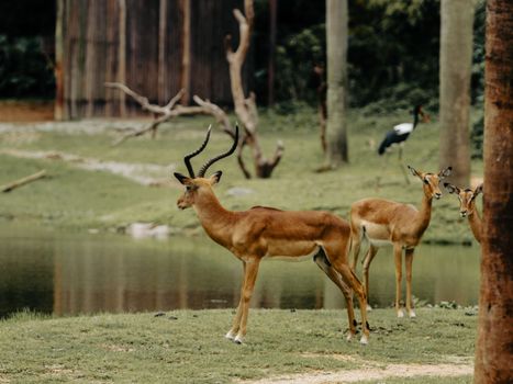 Impalas resting near a serene lakeside, embodying peaceful wildlife scenery.