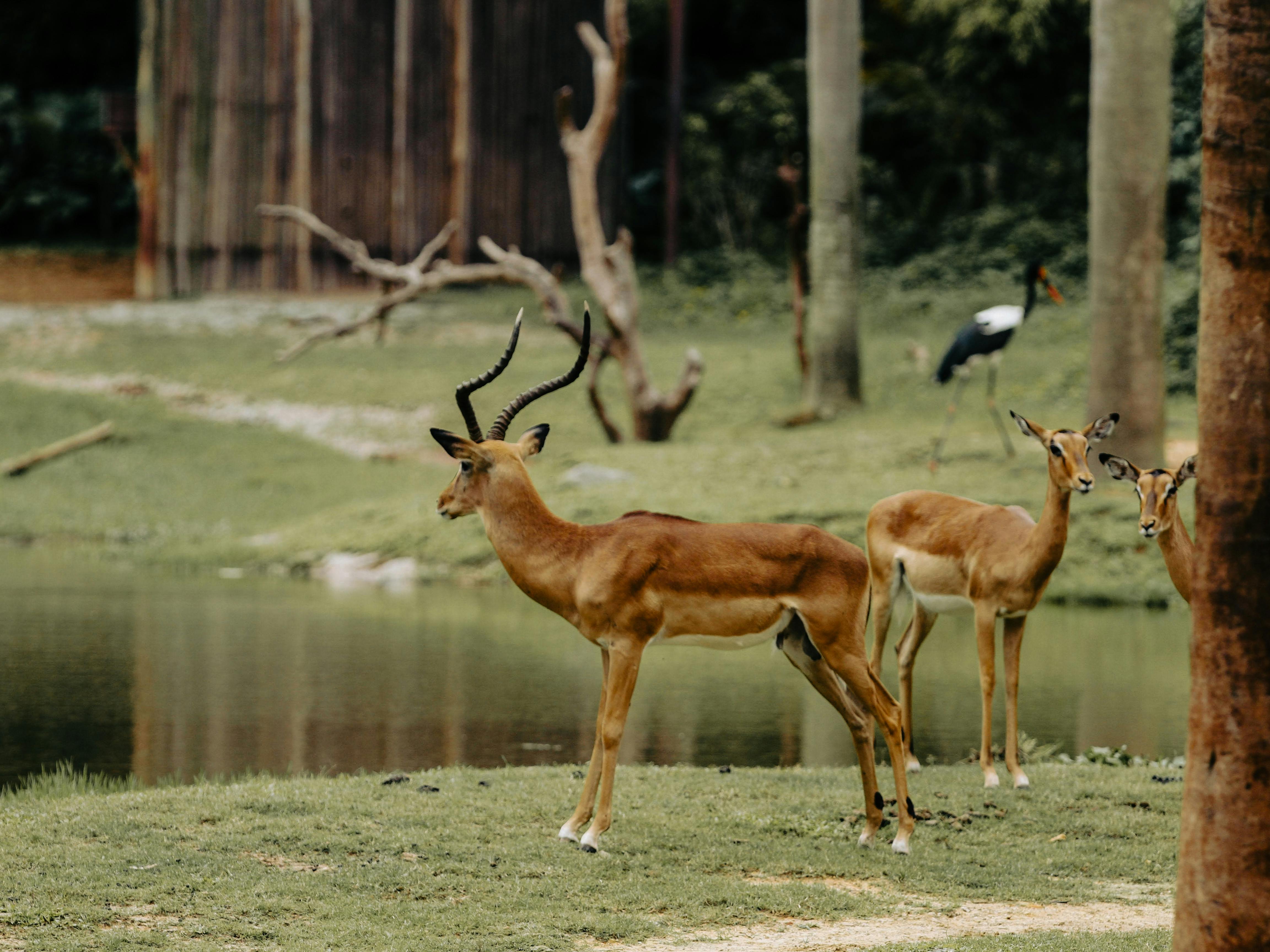 Wild Animals in Zoo Free Stock Photo