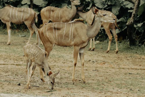 動物攝影, 古突士, 稀樹草原 的 免費圖庫相片