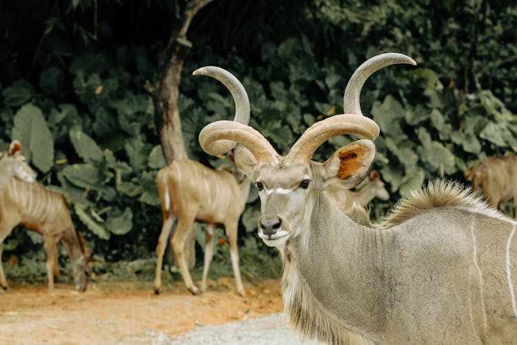 Photograph Of A Kudu With Horns