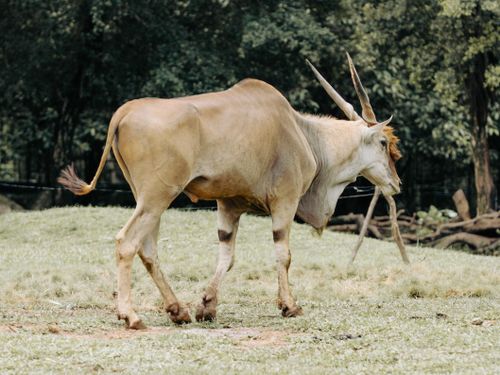 Free A solitary common eland antelope with large horns grazing in a lush green field. Stock Photo