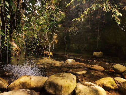 강, 개울, 나무의 무료 스톡 사진