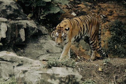 Fotobanka s bezplatnými fotkami na tému bengálsky tiger, cicavec, divočina