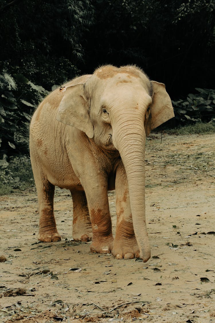 Baby Elephant Standing In Mud 