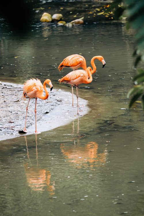 Free Flamingos wading gracefully in water, reflecting the serene natural environment around them. Stock Photo