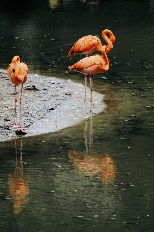 Free A captivating photo of flamingos standing by a pond with their reflections mirrored in the water. Stock Photo
