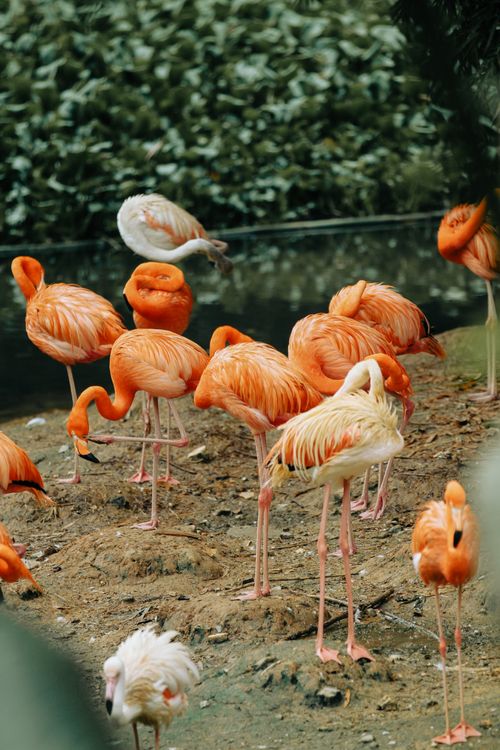 Free A group of flamingos showcasing vibrant plumage near a pond in a serene outdoor setting. Stock Photo