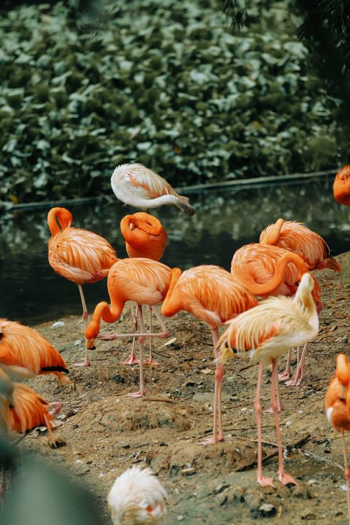 Free A lively group of flamingos gathers by a serene waterbody in a natural setting. Stock Photo
