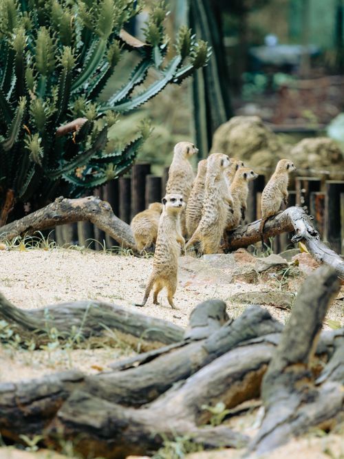 Free A group of meerkats standing alert in their sandy habitat surrounded by greenery. Stock Photo