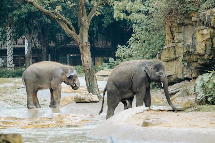 Elephants On The Field