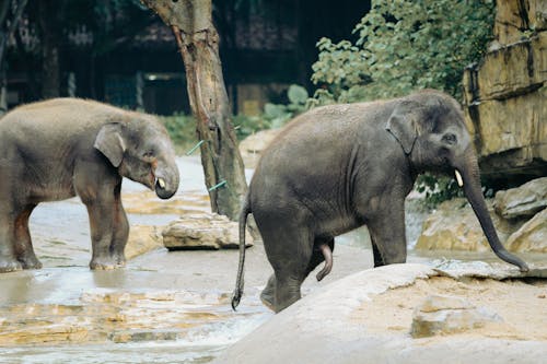 Základová fotografie zdarma na téma baby slon, baby zvíře, divočina