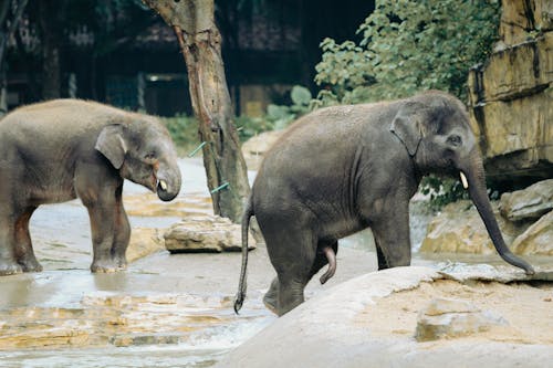 Photograph of Baby Elephants with Tusks