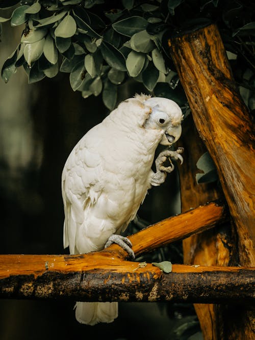 Close-Up Shot of a White Cockatoo Perched on Tree Branch 
