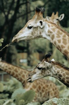 Close-up of giraffe heads in a lush outdoor setting, showcasing their majestic features.