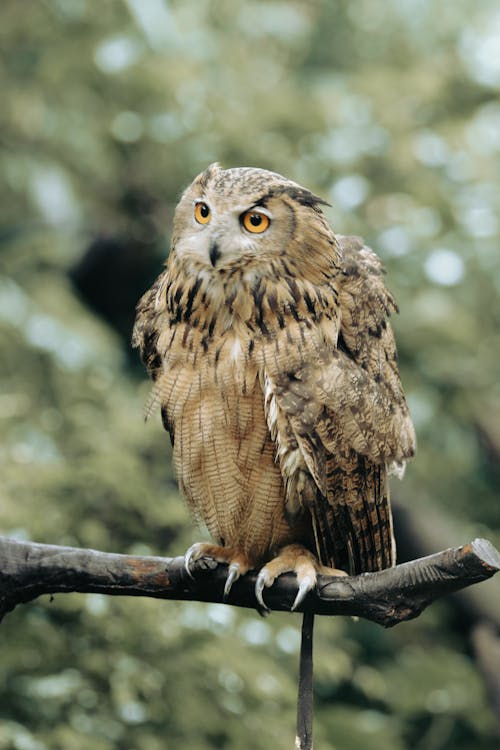 ağaç dalı, baykuş, glaucidium passerinum içeren Ücretsiz stok fotoğraf