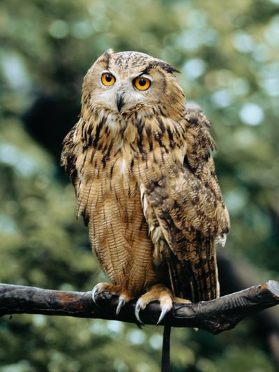 An eagle owl perched on a branch, photo by Mehmet Turgut Kirkgoz on Pexels