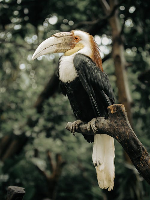 Black and White Bird Perched on Tree Branch