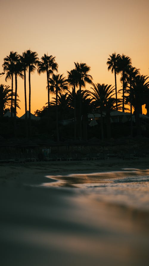Free stock photo of beach, orange, palm trees Stock Photo