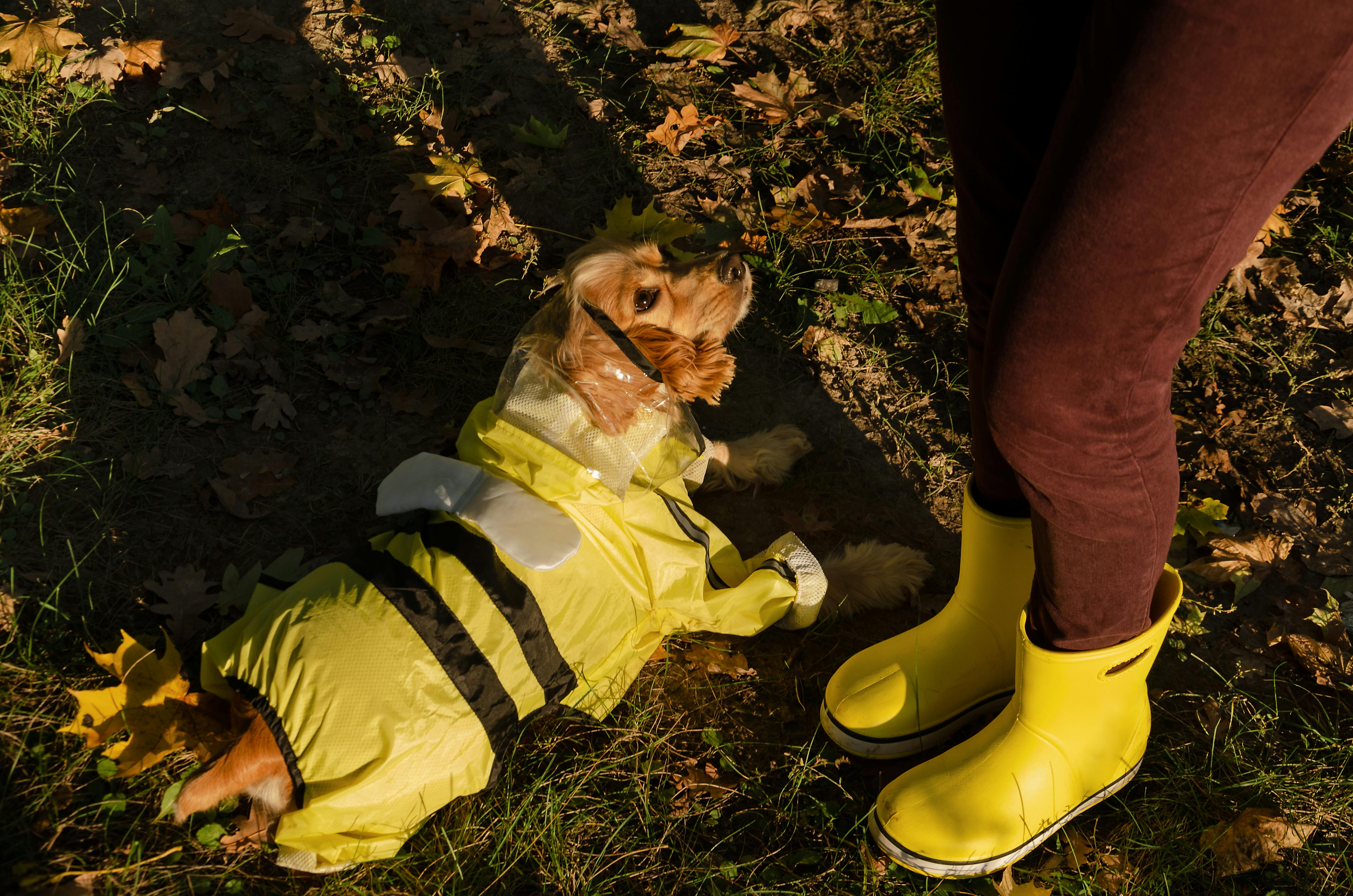 A Dog Wearing Yellow Raincoat