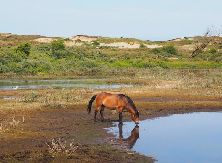 A Horse Drinking Water 