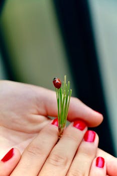 A ladybird perches on a pine needle held by a woman with red nails, outdoors.