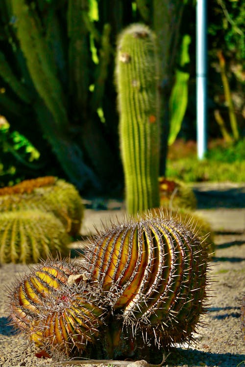 A Close-Up Shot of a Ferocactus