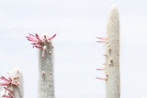 Free stock photo of cacti, plants, three