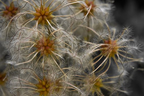 Free stock photo of flower, nature, seed