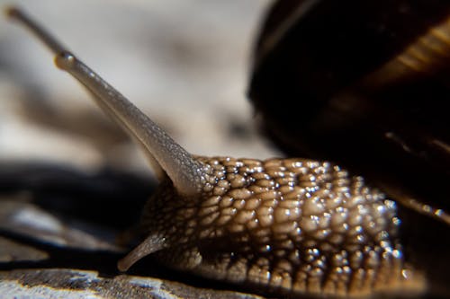 Free stock photo of macro, nature, snail