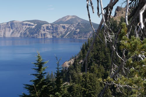 Spruce Trees Growing on Rock near Lake