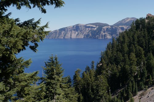 Free Scenic View of Trees near the Sea Stock Photo