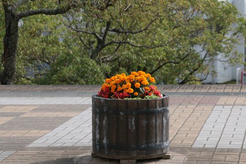 Free stock photo of city, flowers, pot