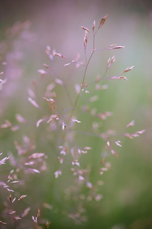 Free stock photo of delicuous, detail, grass Stock Photo