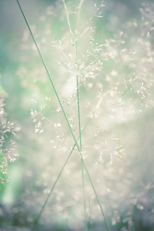 Free stock photo of delicuous, detail, grass Stock Photo