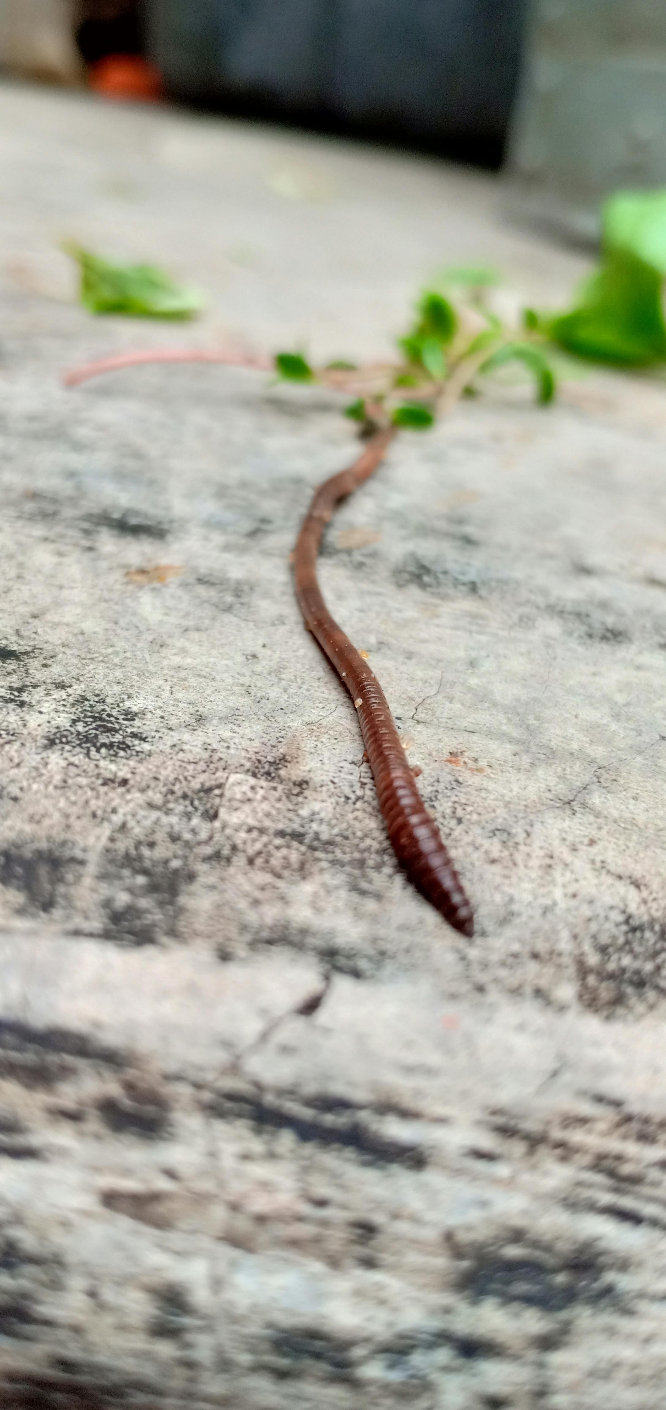 Free Stock Photo Of Earthworm