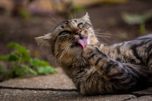 Free Close-Up Shot of a Tabby Cat Licking its Paw Stock Photo