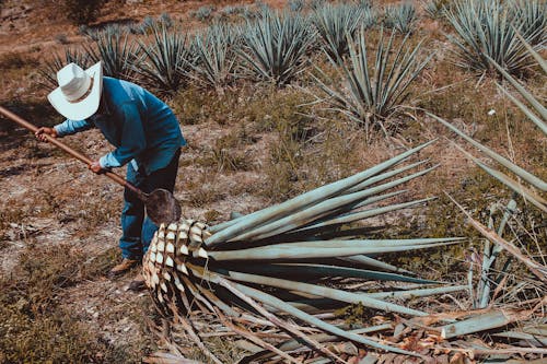 Gratis stockfoto met agave, boerenbedrijf, droog