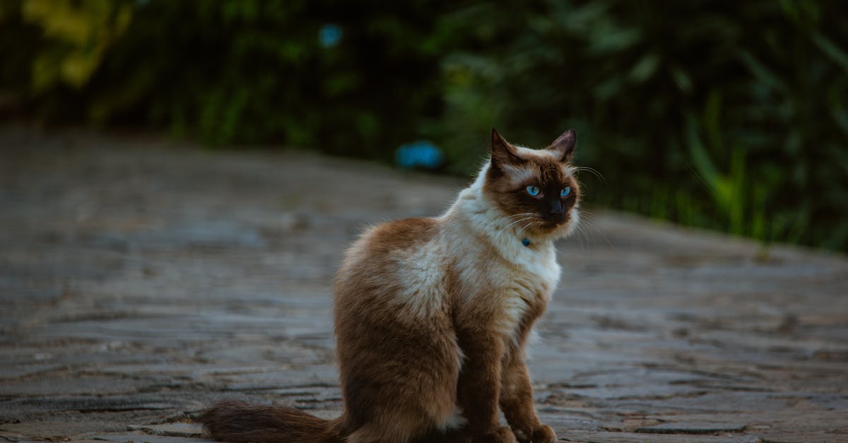 7 Cat Breeds With Naturally Curly Coats