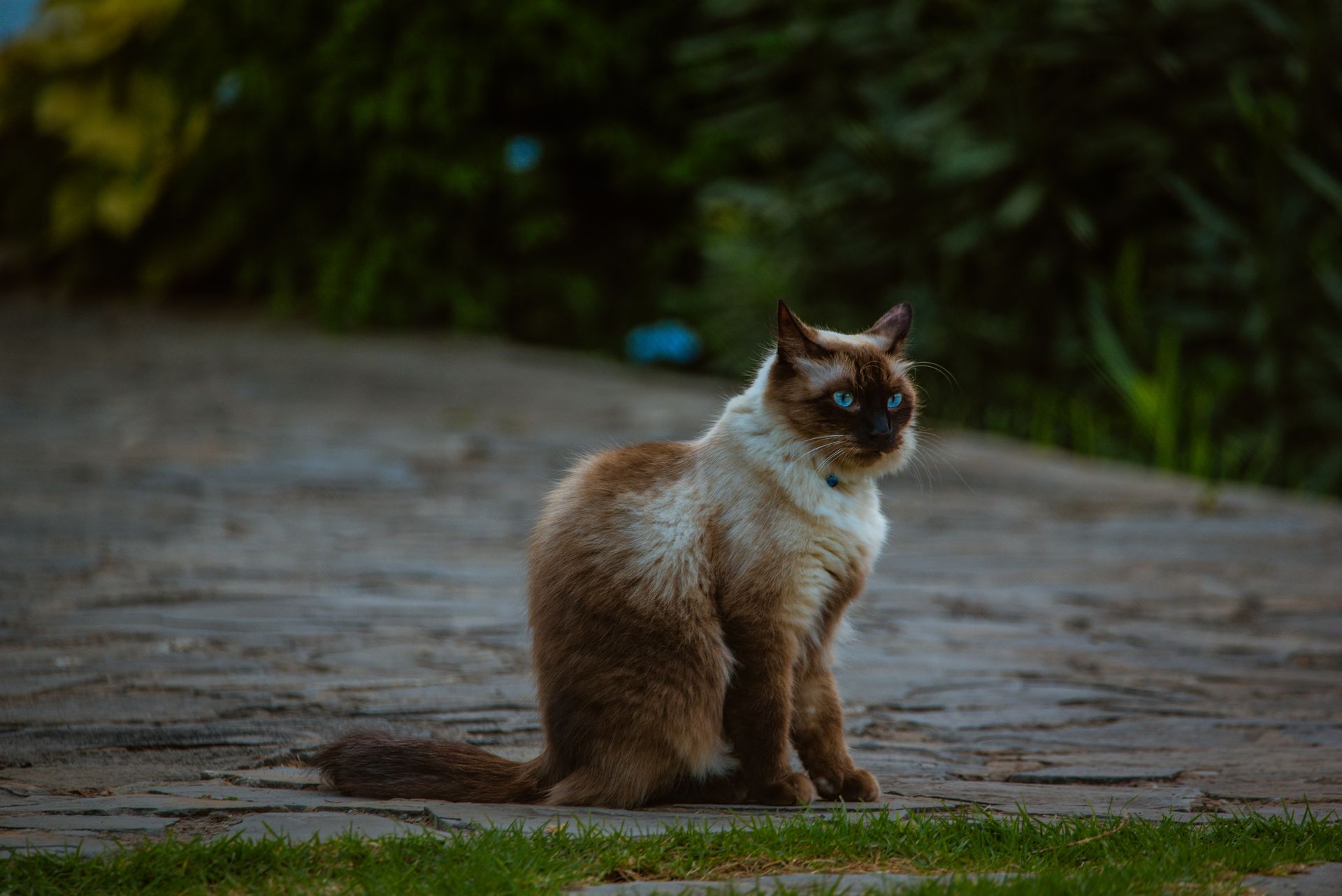 A Siamese Cat Sitting
