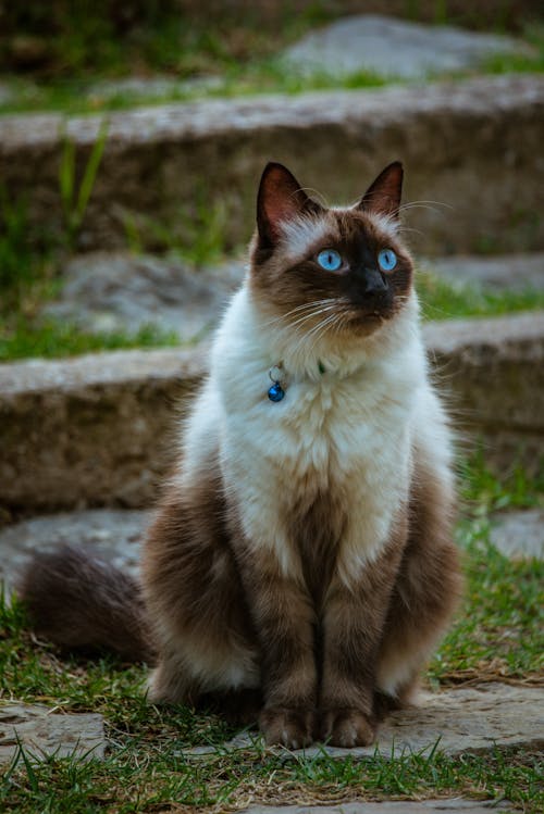 A Siamese Cat Sitting